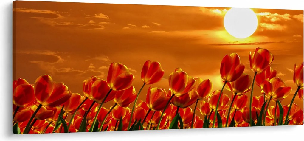 Obraz rozkvitnutého lánu s tulipánmi (120x50 cm)