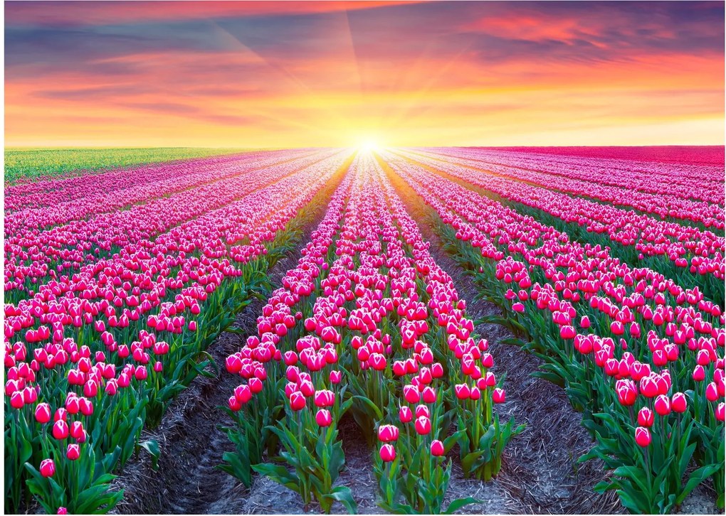 Obraz poľa tulipánov so slnkom (70x50 cm)