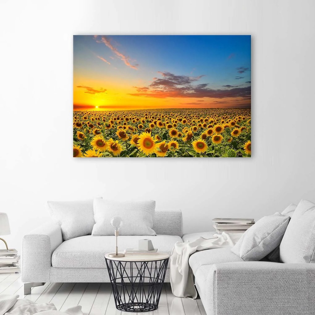 Gario Obraz na plátne Lúka slnečnice pri západe slnka Rozmery: 60 x 40 cm