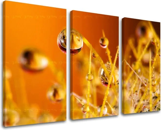 Obraz na stenu RASTLINY