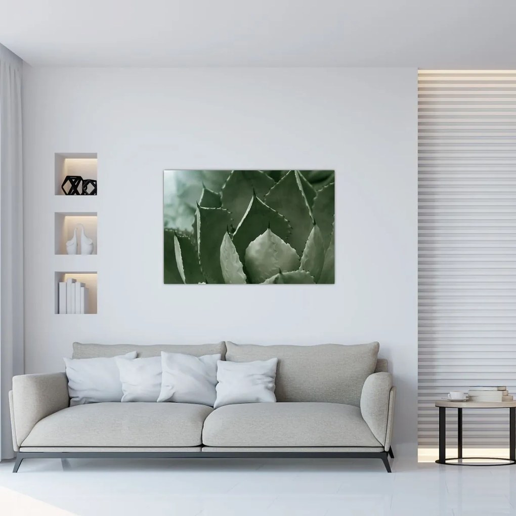 Obraz - Zelená agáve (90x60 cm)