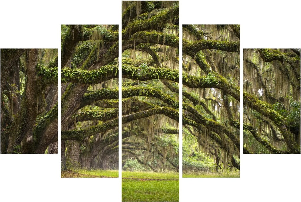 Obraz - Oaks Avenue, Charleston, Južná Karolína, USA (150x105 cm)