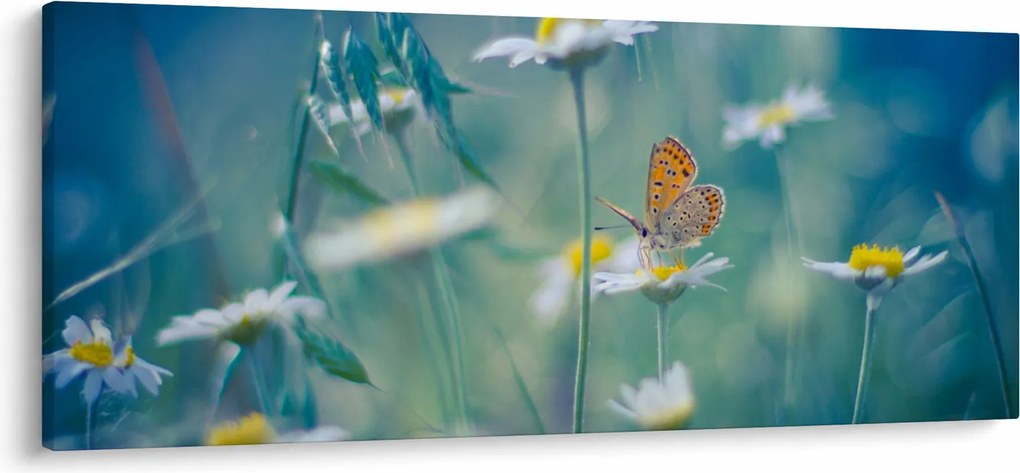 Obraz - Motýľ na sedmokráske (120x50 cm)