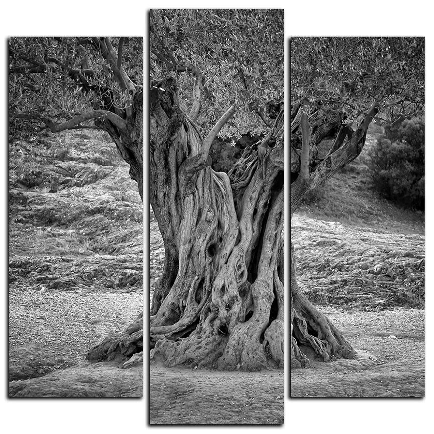 Obraz na plátne - Starý olivovník - štvorec 3181QC (75x75 cm)