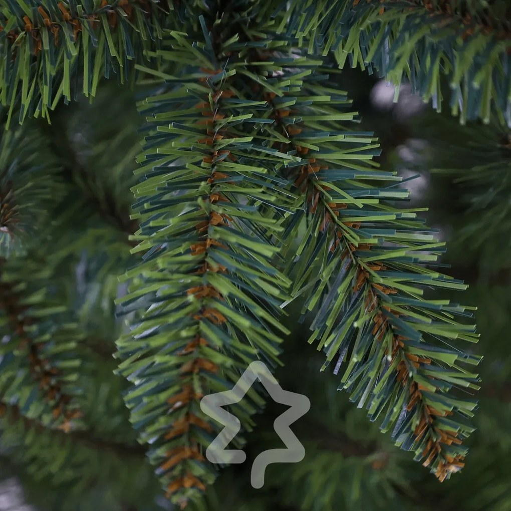 Smrek Kanadský 180 cm