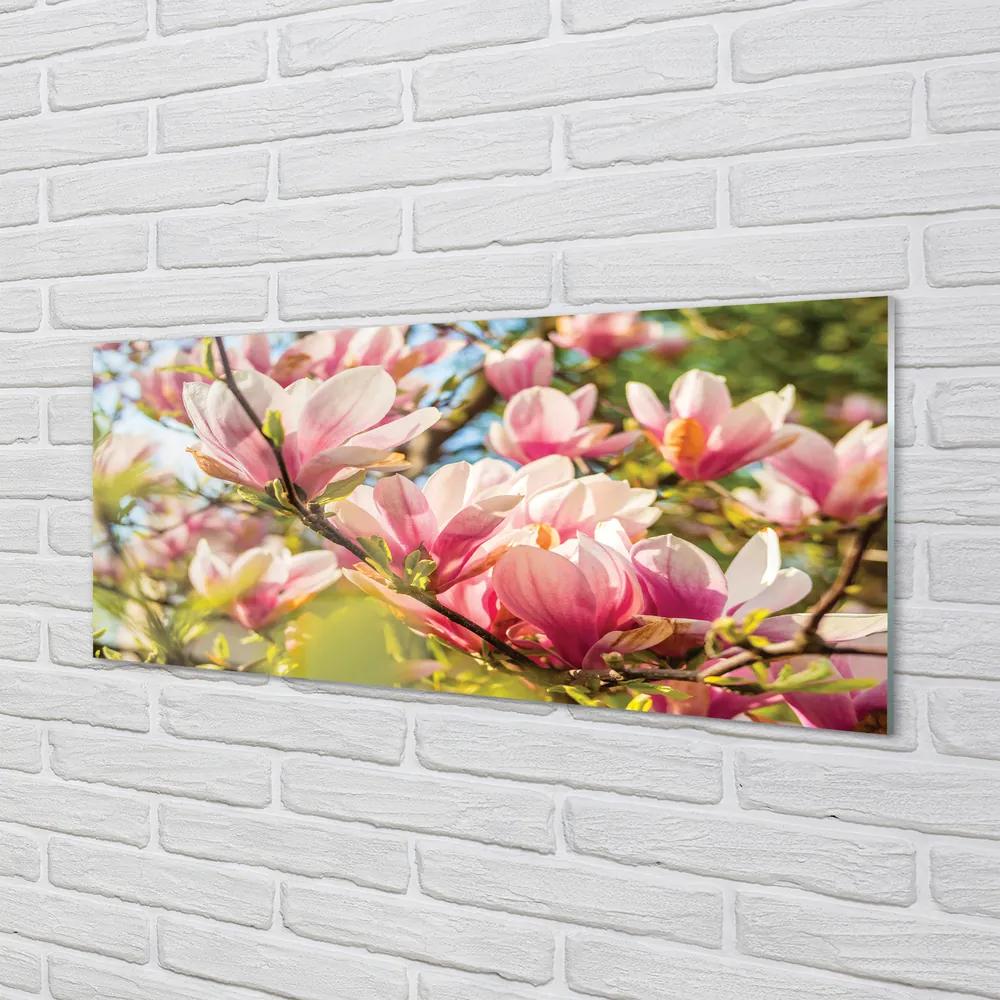 Obraz plexi Ružová magnólia 120x60 cm