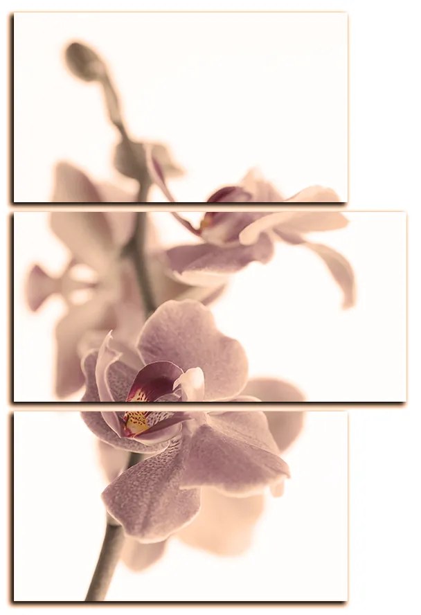 Obraz na plátne - Orchidea kvet izolovaná na bielom pozadí - obdĺžnik 7222FD (90x60 cm)