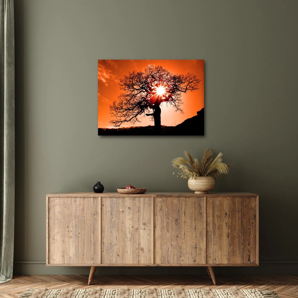Obraz - Dub pri západe slnka (70x50 cm)