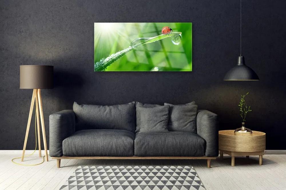 Obraz na akrylátovom skle Tráva lienka príroda 100x50 cm