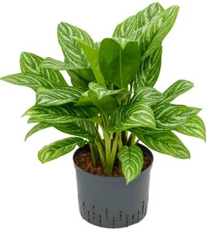 Aglaonema stripes Tuft Pots.25/19 cm v.70 cm