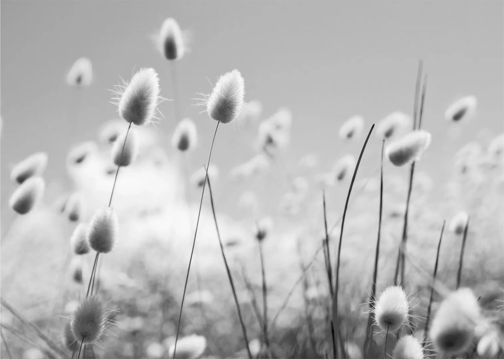 Obraz - Boho bunny tail grass (70x50 cm)