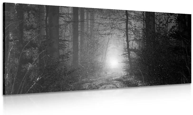 Obraz svetlo v lese v čiernobielom prevedení
