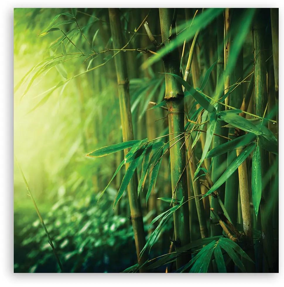 Obraz na plátně, Džungle bambus - 60x60 cm