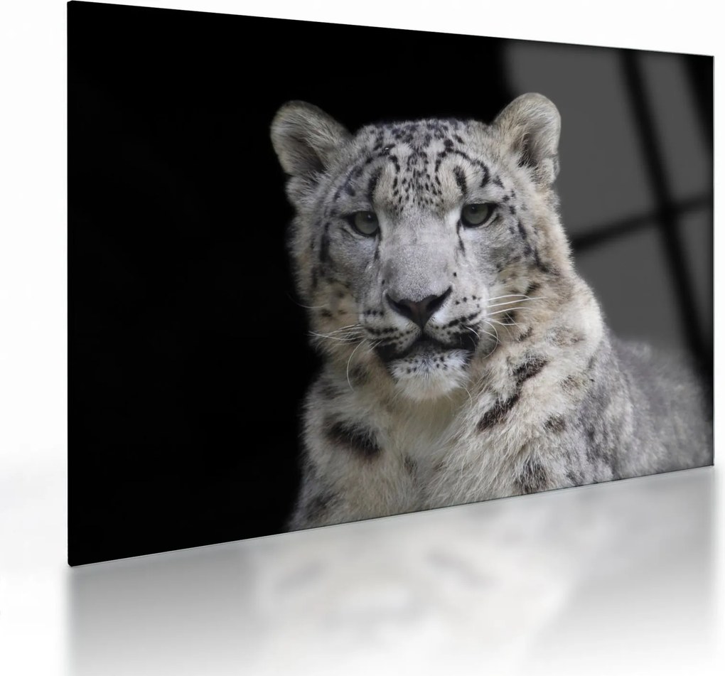 Sklenený obraz - Leopard snežný (70x50 cm)