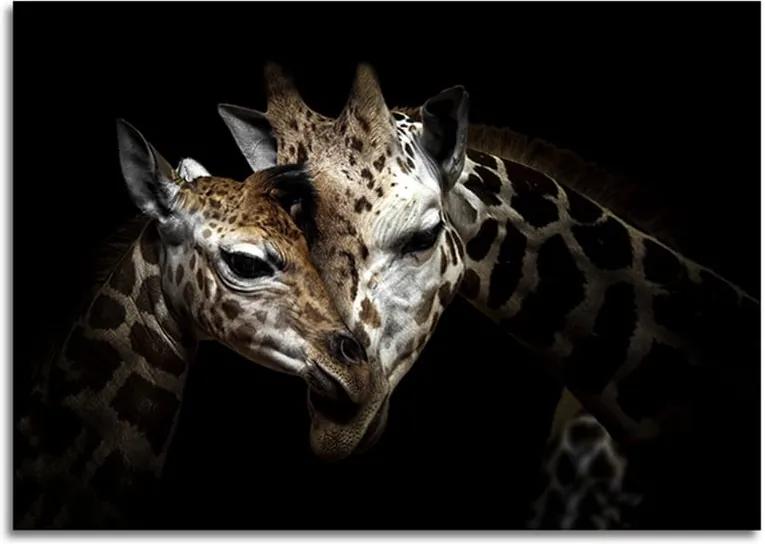 Obraz Styler Glas Animals Giraffe, 70 × 100 cm