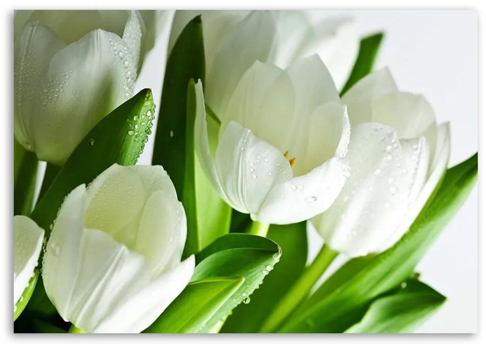 Obraz na plátně Tulipány Bílý květ - 60x40 cm