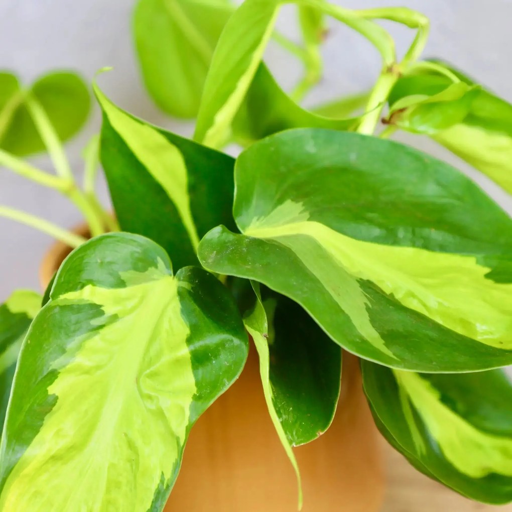 Philodendron Scandens Brasil