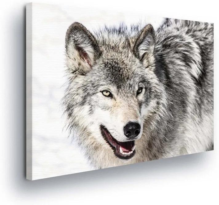 GLIX Obraz na plátne - Wild Wolf II 100x75 cm