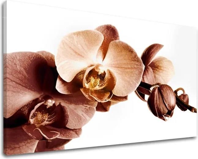 Obraz na stenu KVETY XOBKV110E11 - 30x40 cm