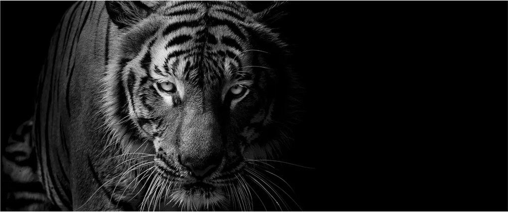 Obraz divokého tigra (120x50 cm)