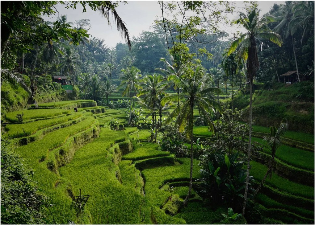 Sklenený obraz ryžových terás Tegalalang, Bali (70x50 cm)
