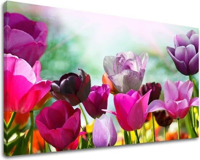 Obraz na stenu KVETY TULIPÁNY XOBKV148E11 - 60x90 cm