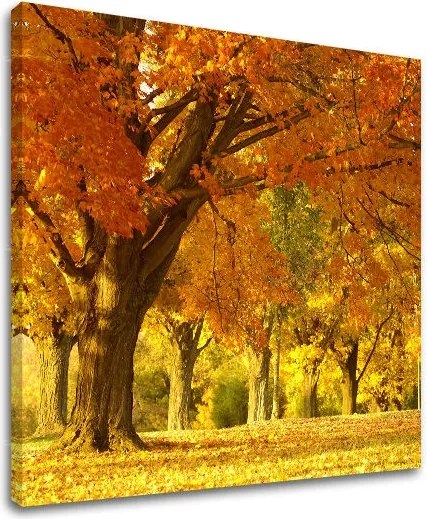 Obraz na stenu STROMY ST027E12