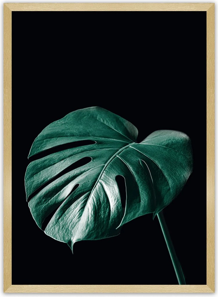 Plagát Dark Monstera
