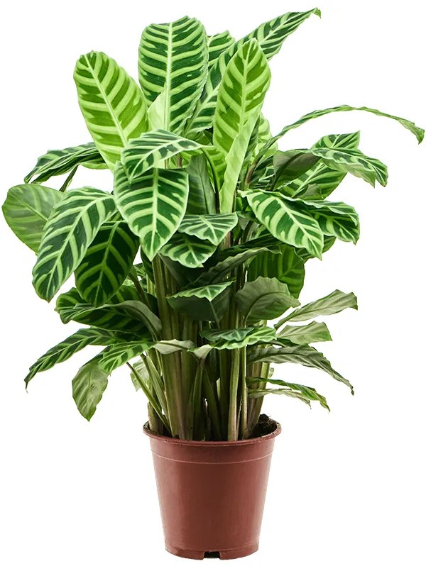 Calathea zebrina Bush 19x80 cm