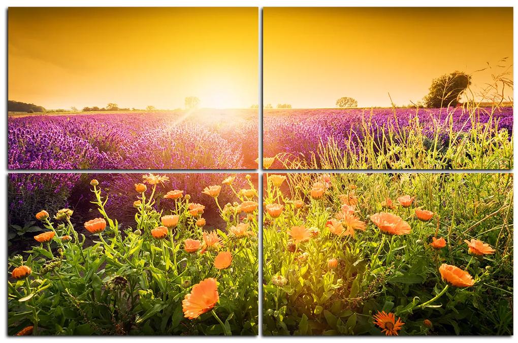 Obraz na plátne - Levanduľové pole zaliate slnkom 165D (90x60 cm)