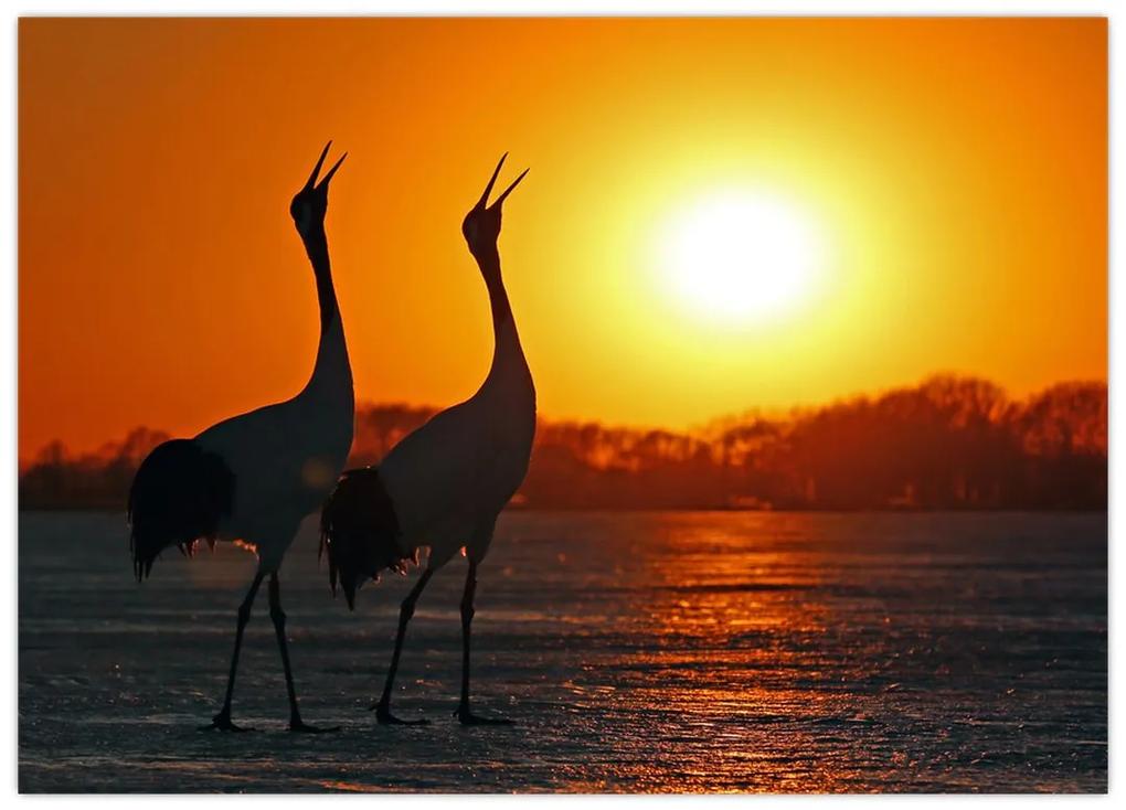 Sklenený obraz vtákov pri západe slnka (70x50 cm)