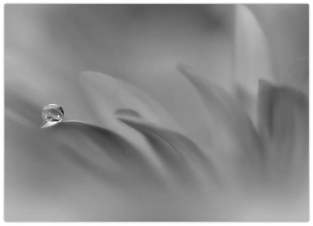 Obraz - Kvapka na kvete, čiernobiela (70x50 cm)