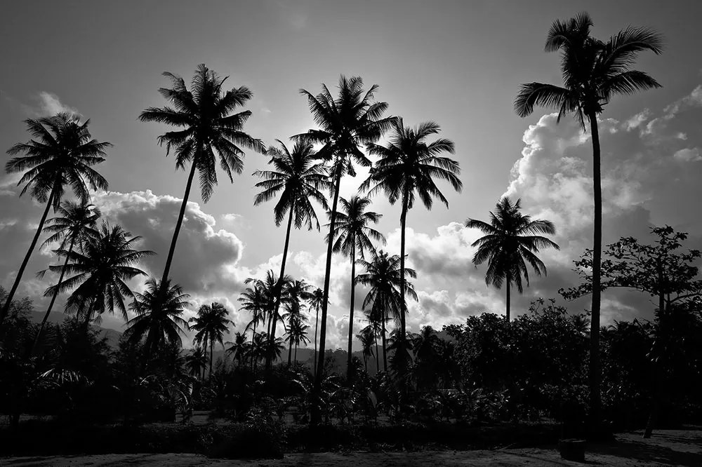 Samolepiaca tapeta kokosové palmy na pláži v čiernobielom