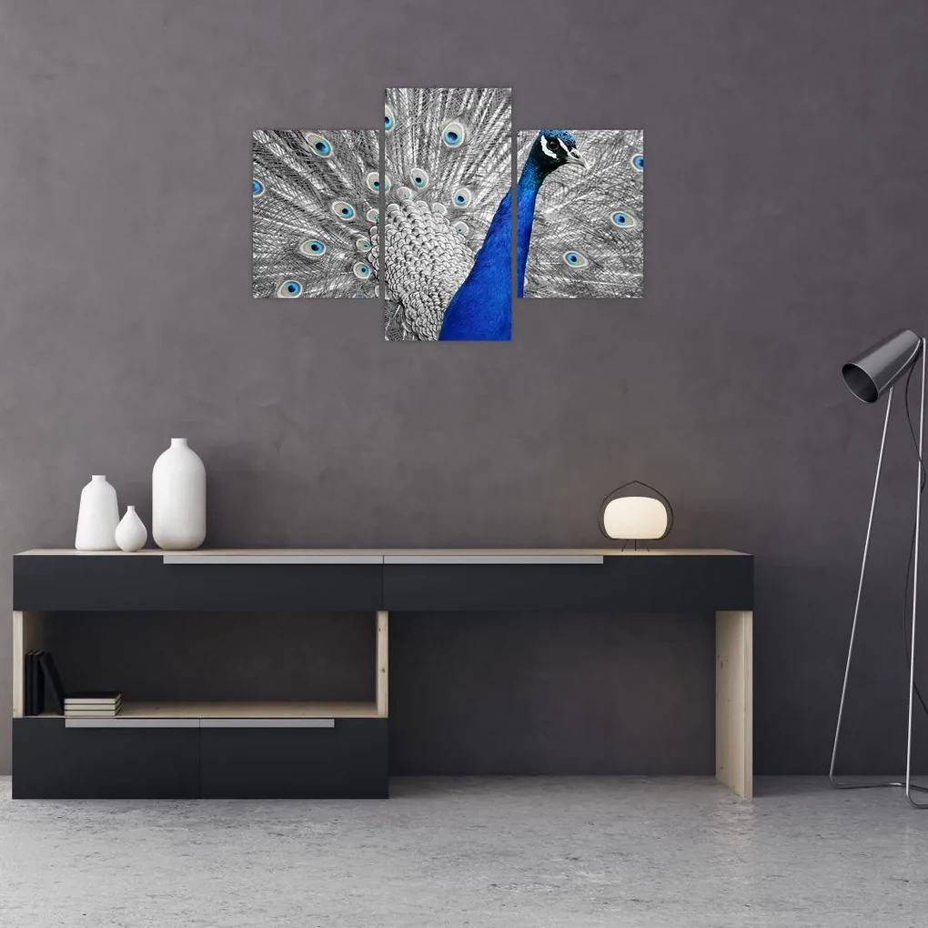 Obraz - modrý páv (90x60 cm)
