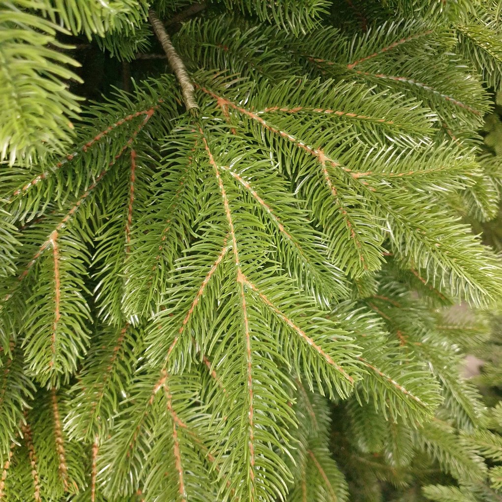 Borovica Limba 255cm- 100% 3D