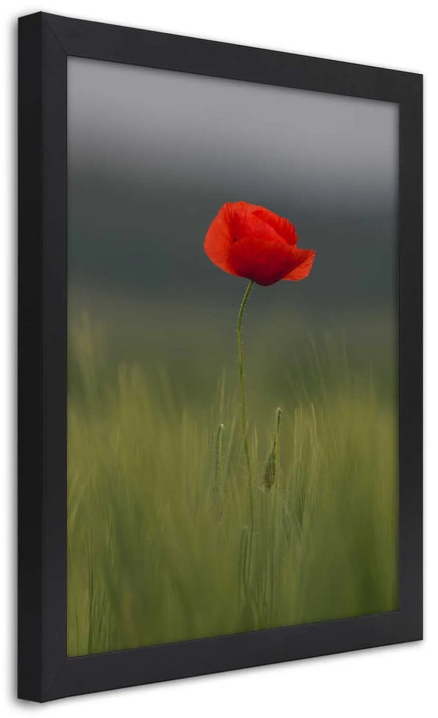 Gario Plagát Mak na poli Farba rámu: Bez rámu, Rozmery: 40 x 60 cm