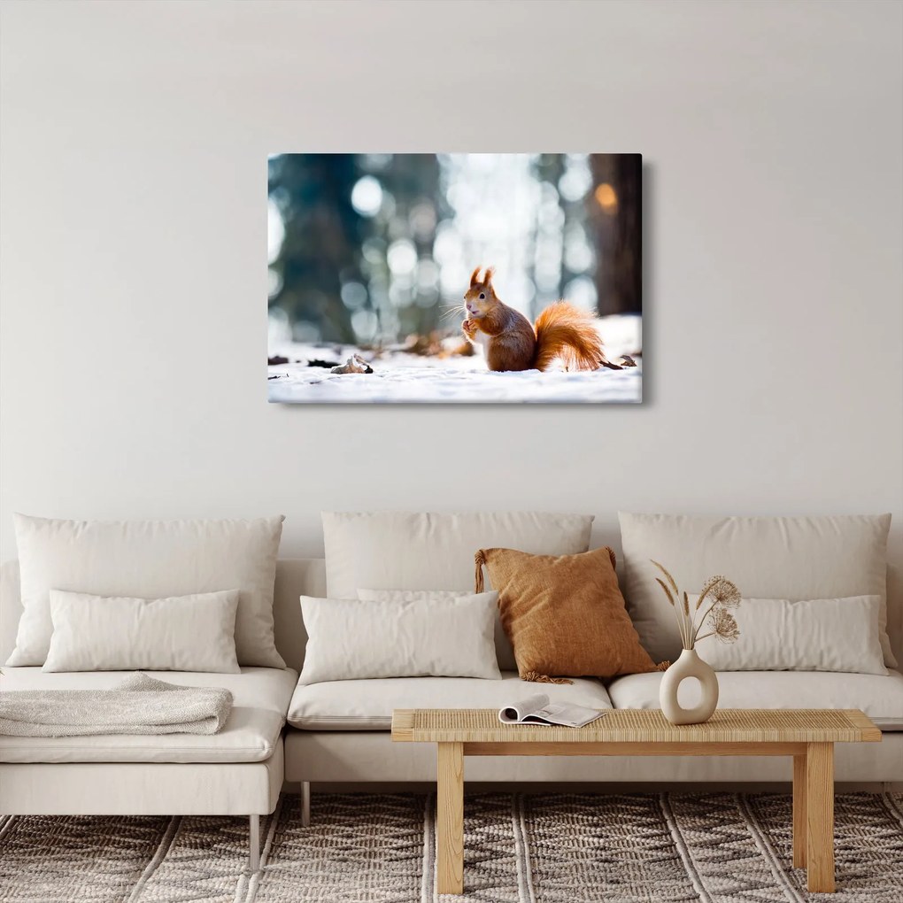 Obraz - Veverička (90x60 cm)