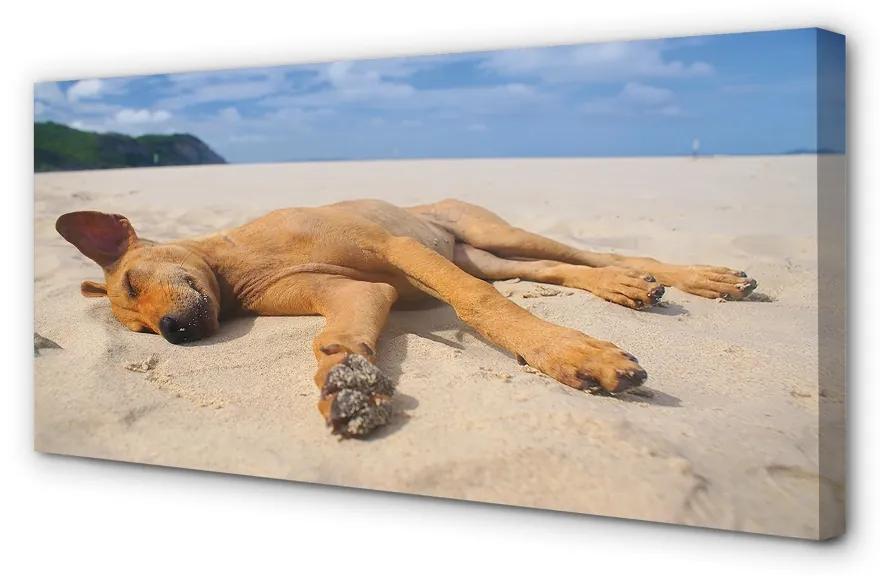 Obraz na plátne Ležiaci pes pláž 125x50 cm