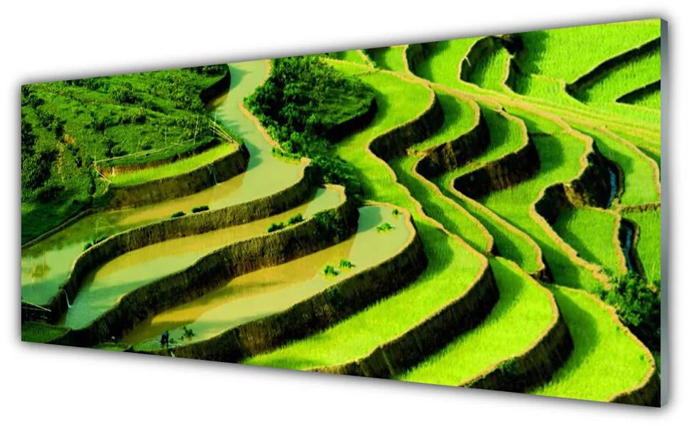 Obraz plexi Pole ryža les umenie 125x50 cm