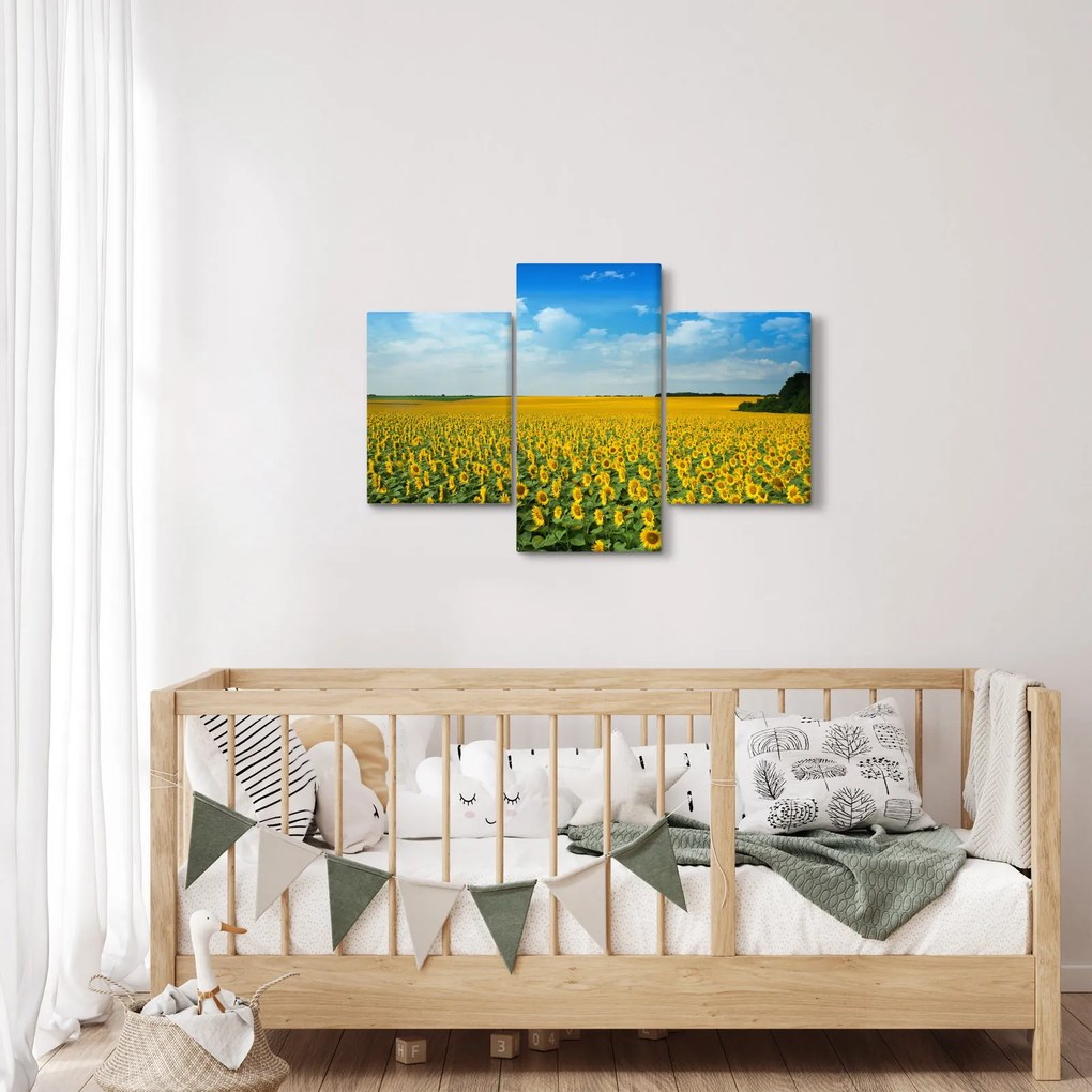 Obraz - pás slnečníc (90x60 cm)
