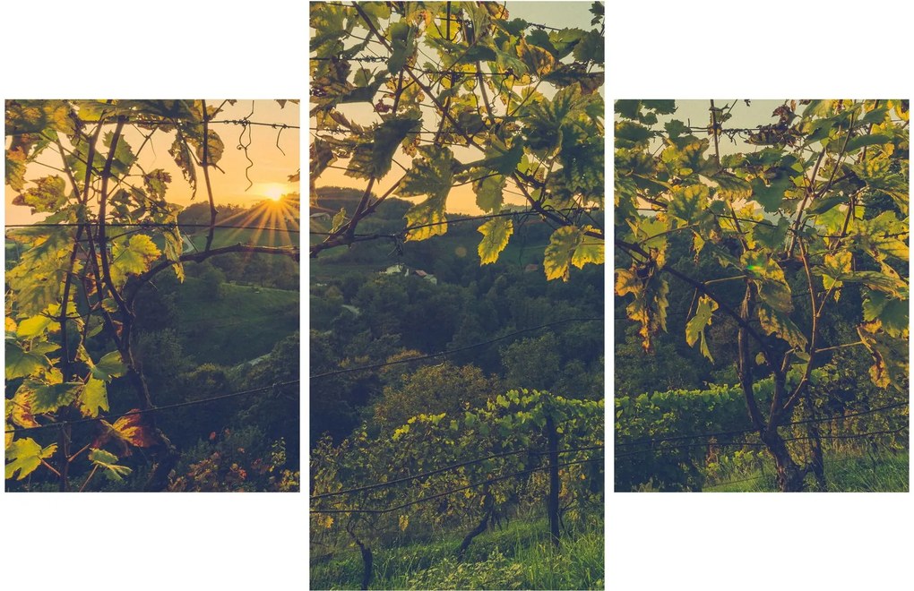 Obraz - Vinice (90x60 cm)