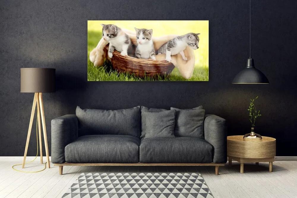 Obraz plexi Mačky zvieratá 120x60 cm