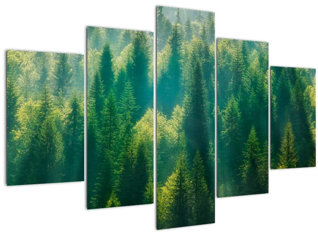 Obraz - Borovicový les (150x105 cm)