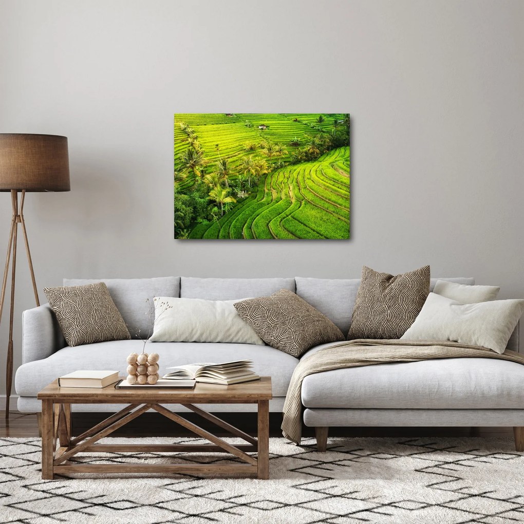 Obraz - Ryžové terasy (70x50 cm)