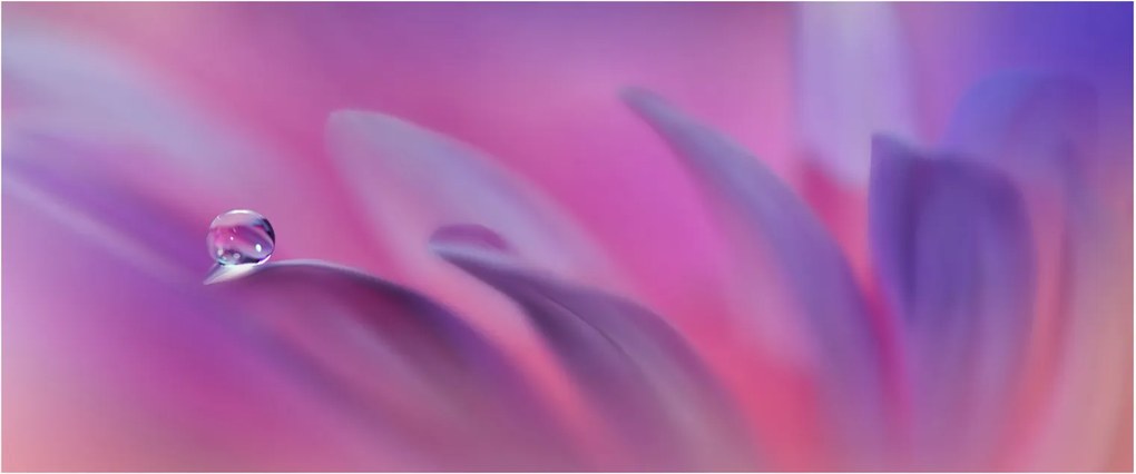Obraz - Kvapka na kvete (120x50 cm)