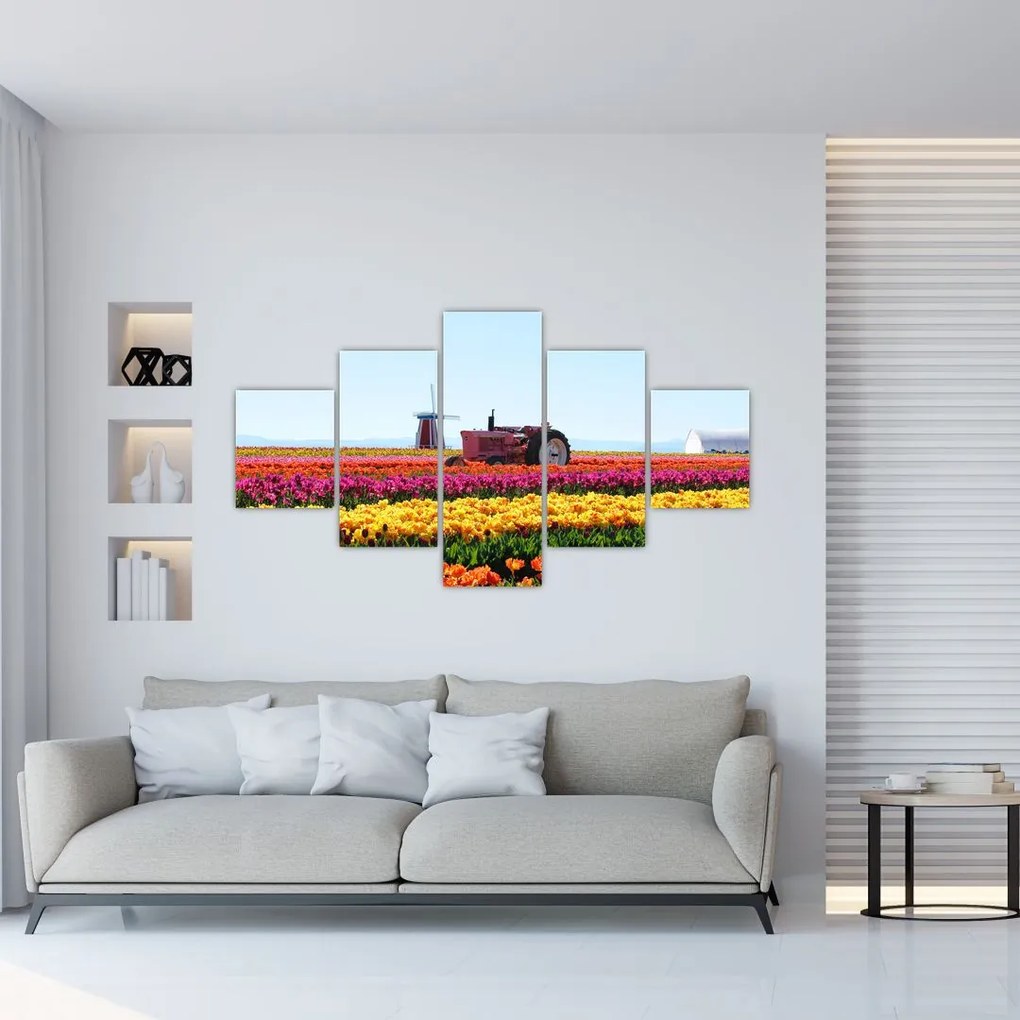 Obraz tulipánové farmy (125x70 cm), 40 ďalších rozmerov