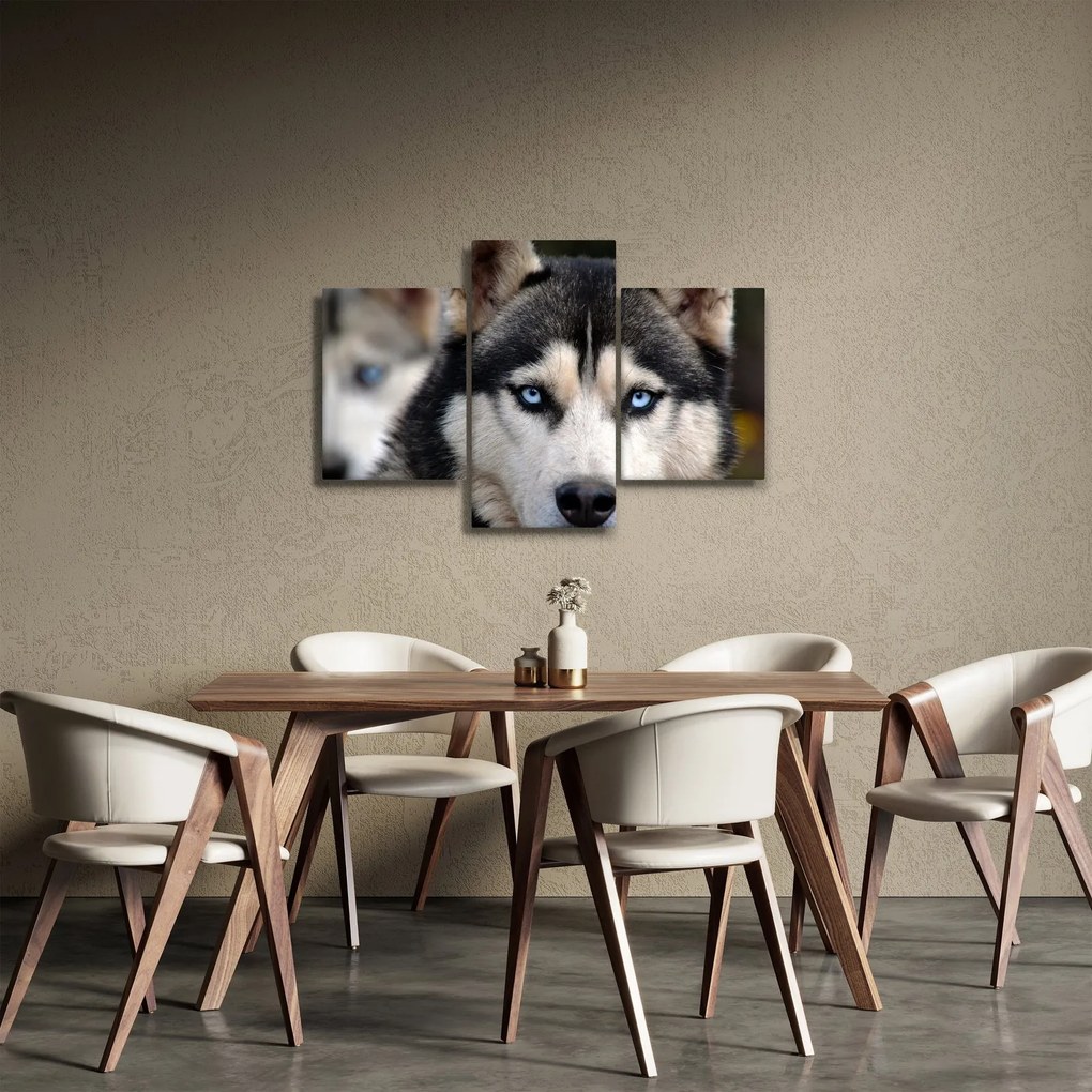 Obraz psa husky (90x60 cm)