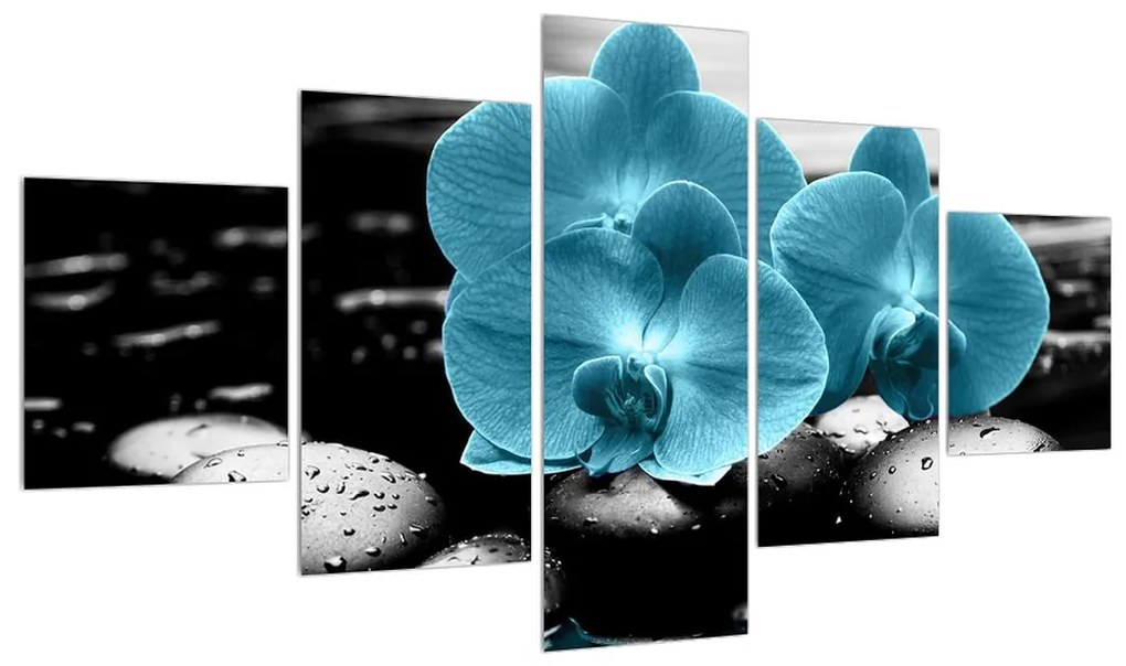 Obraz modrých kvetov orchidee (K012398K12570)