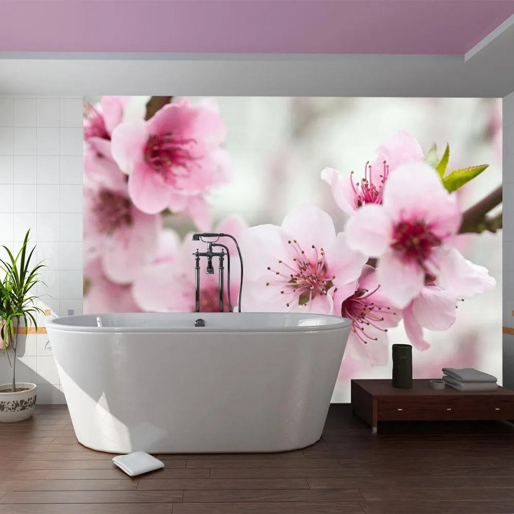 Fototapeta - Spring, blooming tree - pink flowers 200x154
