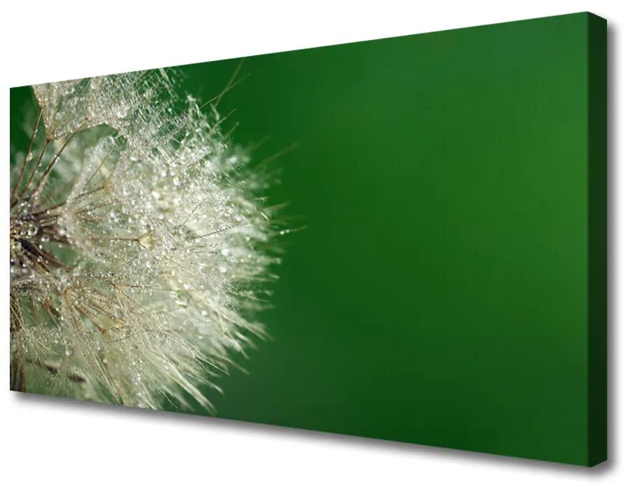 Obraz na plátne Púpava rastlina 140x70 cm